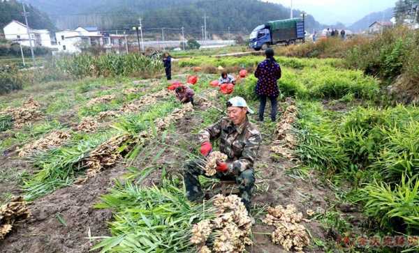 岳西生姜種植（岳西生姜種植基地）