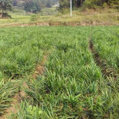 岳西生姜種植（岳西生姜種植基地）-圖2