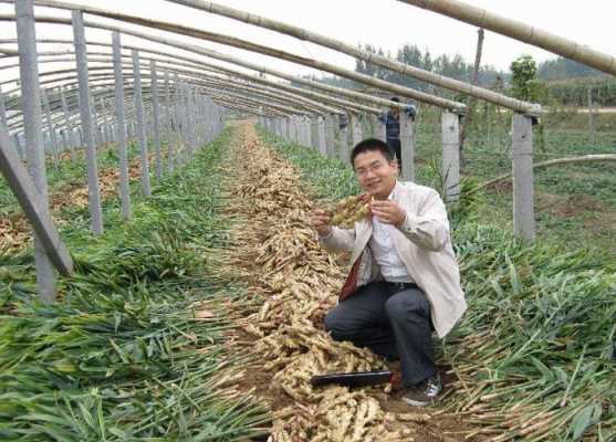 生姜種植在北邊陽(yáng)臺(tái)好不好（生姜北方能種植嗎）-圖3