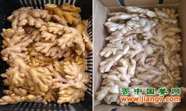 秘魯?shù)纳佤斢袡C(jī)姜市場(chǎng)價(jià)）-圖3