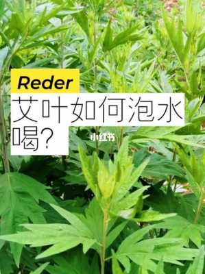 誤喝了艾草生姜精（誤食艾草水）