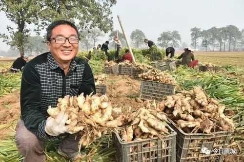 一般生姜便宜幾年才轉(zhuǎn)貴（生姜幾年收獲）