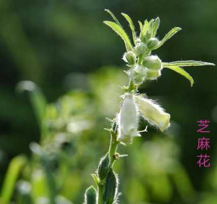 芝麻花和生姜（芝麻花和生姜一起泡茶喝的功效）