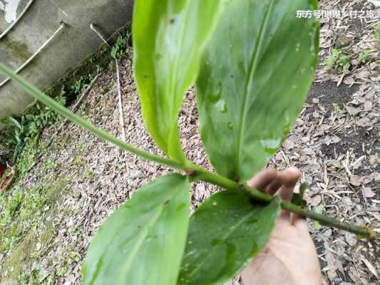 葉生姜功效（生姜葉的功效與作用及食用方法）-圖1