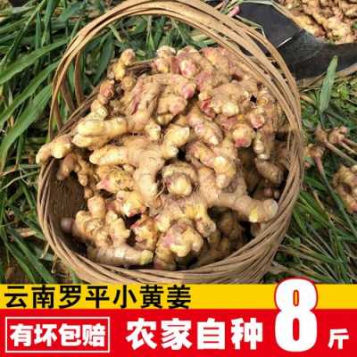 桂林生姜品種（桂林生姜批發(fā)多少錢一斤）-圖3