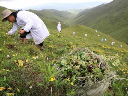 去高原為什么要喝生姜水（去高原為什么要喝生姜水呢）-圖3