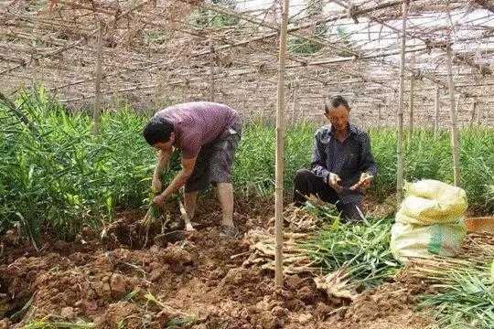 河南南陽石橋生姜（南陽有種植生姜的嗎）-圖1