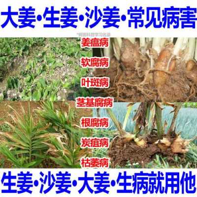 生姜爛在地里用啥殺菌好（生姜爛在地里用啥殺菌好呢）-圖3