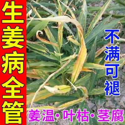 生姜爛在地里用啥殺菌好（生姜爛在地里用啥殺菌好呢）-圖2