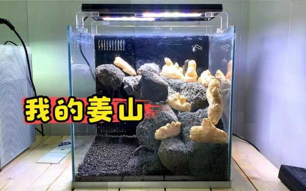 魚缸可以種生姜不（魚缸里放生姜片可以嗎）