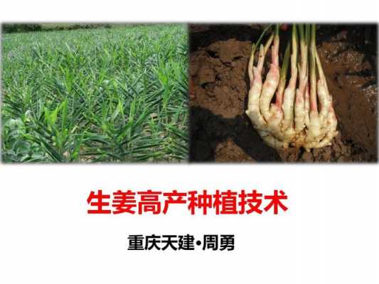 生姜種植助手（生姜種植助手下載安裝）-圖1