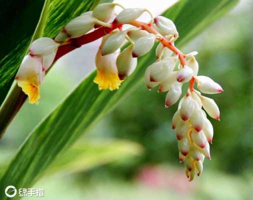 生姜花泡茶（姜花可以泡茶喝嗎）