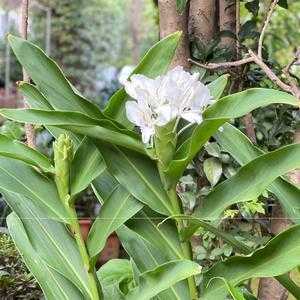 生姜花苗在哪買的簡(jiǎn)單介紹-圖1