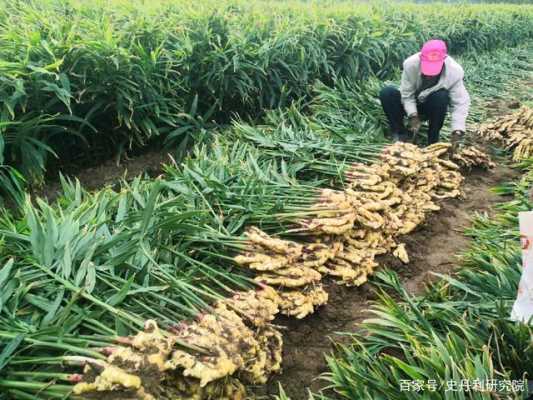 種生姜要用什么農家肥（種植生姜要用什么底肥）