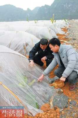 生姜地膜下雨（生姜地膜下雨天能用嗎）