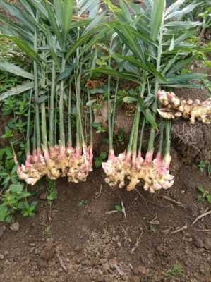 干姜和生姜的種植條件（生姜和干姜的種植區(qū)別）