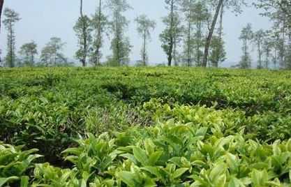 高黎貢山生姜（高黎貢山什么茶最好）-圖1