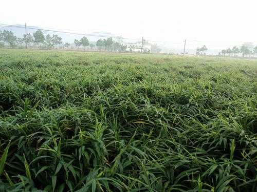 生姜種植多久可以吃好不好（生姜種植高產(chǎn)技術(shù)）-圖2