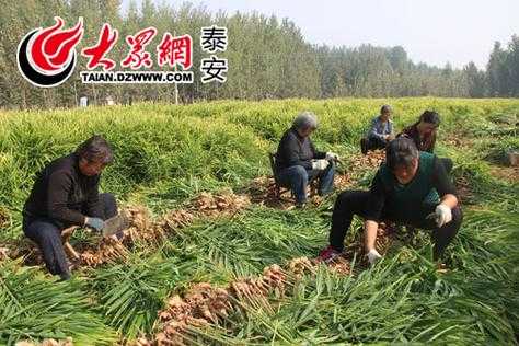 寧陽生姜種植（山東生姜種植基地在哪里和電話）-圖2