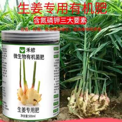 生姜肥料價格（生姜種植肥料）-圖1