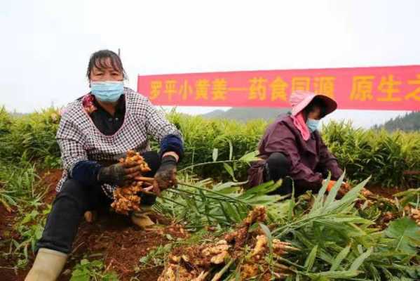 云南生姜種植利潤（云南種姜生意好嗎）