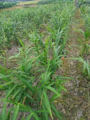 生姜蔬菜地打什么除草劑（生姜地里的雜草怎樣清除）-圖3