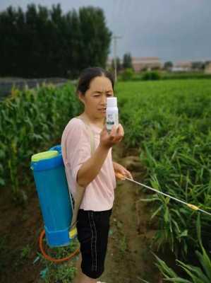 生姜什么時候上鈣肥（生姜什么時候上鈣肥效果好）-圖2