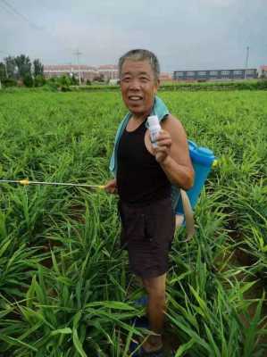 生姜什么時候上鈣肥（生姜什么時候上鈣肥效果好）-圖3