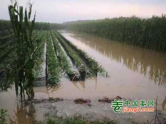 濰坊暴雨生姜（濰坊下暴雨）-圖3