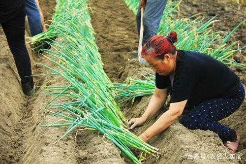 一月份還可以種生姜嗎嗎（一月份可以種蔥嗎）-圖1