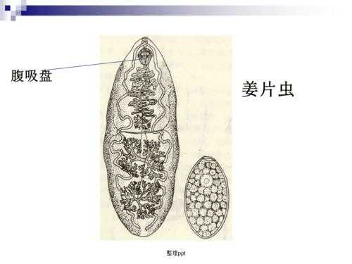 生姜毛蟲（姜片蟲寄生蟲吃什么）-圖2