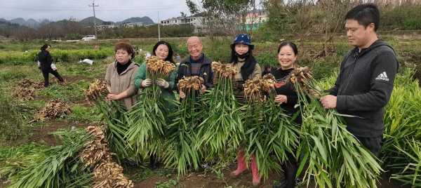 生姜種植時如何消毒（生姜種植時如何消毒處理）-圖2