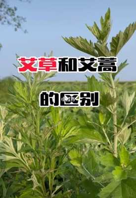 生姜和艾草能治支氣管炎嗎（艾草怎么治支氣管炎）-圖1