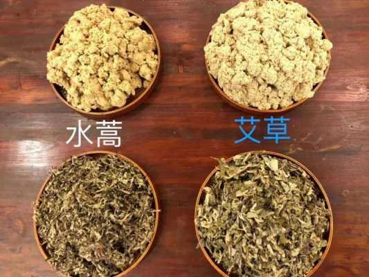 生姜和艾草能治支氣管炎嗎（艾草怎么治支氣管炎）-圖2