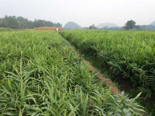 湖北生姜種植公司排名（湖北哪些地方種植生姜）-圖1