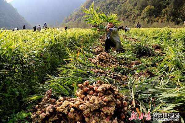 云南生姜種植地（云南省生姜種植）-圖2