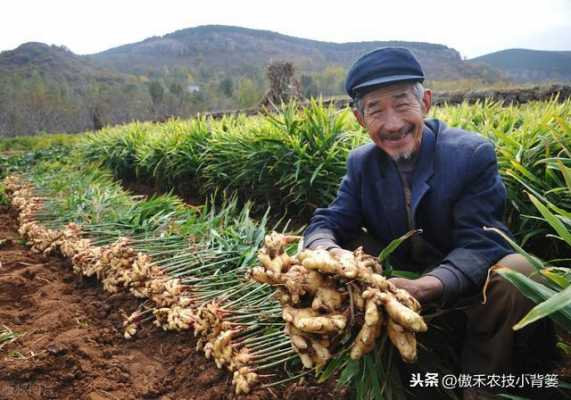 生姜溫度（生姜溫度二十九至三十度能蓋地膜嗎）-圖2