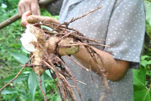 哪種植物根系像生姜（哪種植物根系像生姜的植物）