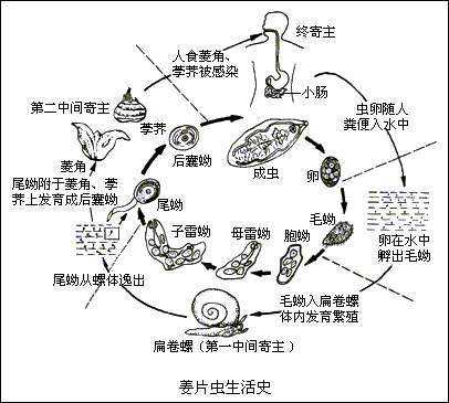 體內(nèi)感染生姜蟲(chóng)有什么特征（姜蟲(chóng)病感染后的癥狀）-圖2