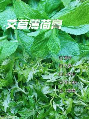 艾草薄荷生姜外敷（薄荷加艾葉可以治皮膚病嗎）-圖2