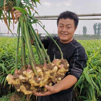 山東種生姜（山東種植生姜）