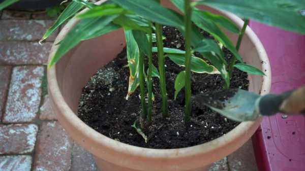 盆景生姜種植方法（盆景生姜種植方法和技術(shù)）-圖1