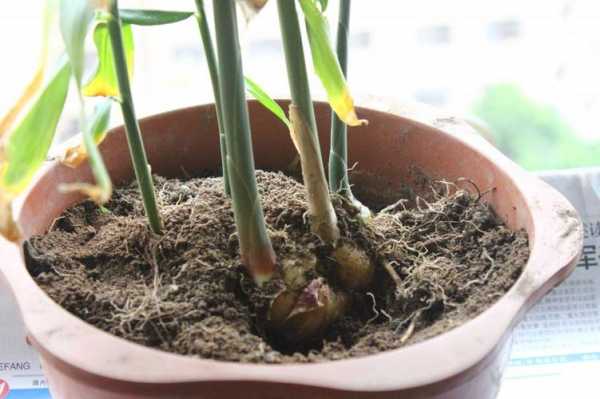 盆景生姜種植方法（盆景生姜種植方法和技術(shù)）-圖3