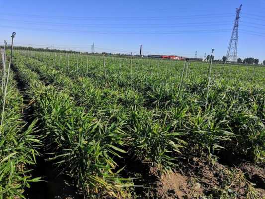 30公分生姜種植技術(shù)視頻（生姜種植視頻 農(nóng)廣天地）