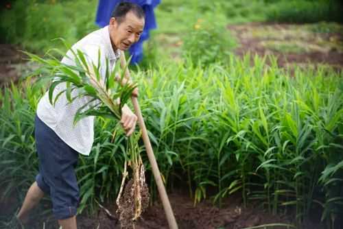 犍為農(nóng)業(yè)生姜（犍為生態(tài)農(nóng)業(yè)農(nóng)產(chǎn)品推廣）-圖3