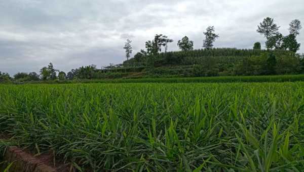 犍為農業(yè)生姜（犍為生態(tài)農業(yè)農產品推廣）