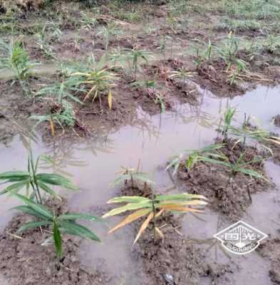 生姜種植遇到暴雨（種姜下雨會壞掉嗎）