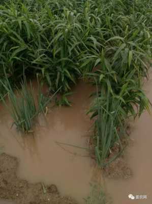 生姜種植遇到暴雨（種姜下雨會壞掉嗎）-圖3