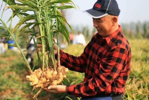 家里養(yǎng)狗可以放生姜嗎（家里養(yǎng)狗可以放生姜嗎有毒嗎）-圖1