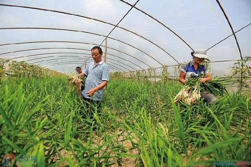 大棚生姜怎樣澆水視頻（大棚生姜種植方法和時間安排）-圖1